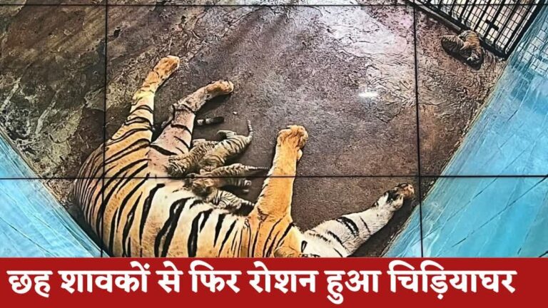 दिल्ली चिड़ियाघर में बाघिन अदिति ने दिए 6 शावकों को जन्म, 20 साल में पहली बार