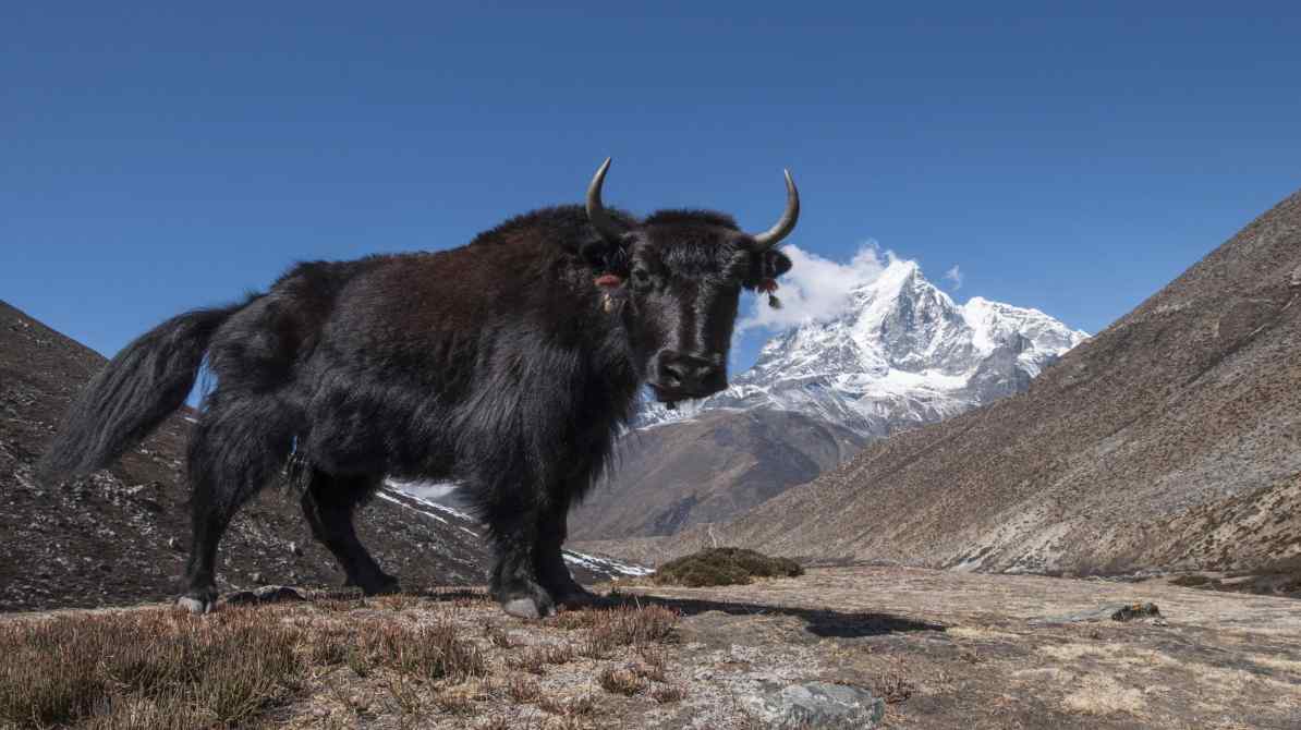 High-altitude Tibetan yak used in yak brain research related to multiple sclerosis treatment discovery